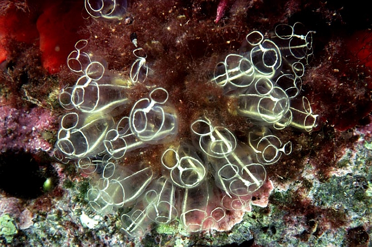 36 pifferaio.jpg - e la Clavellina lepadiformis che sono tunicati (l'anello di congiunzione tra gli invertebrati e i vertebrati).